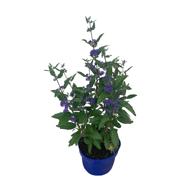 Caryopteris dark knight