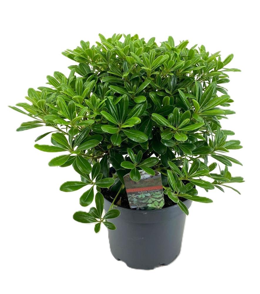 Pittosporum