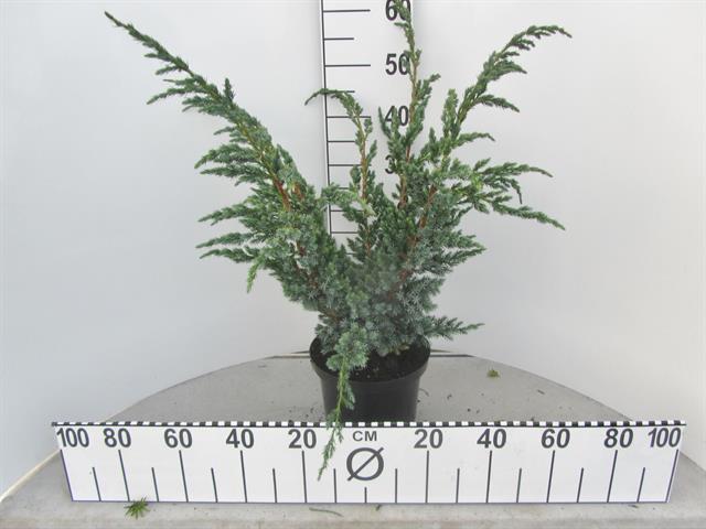 juniperus