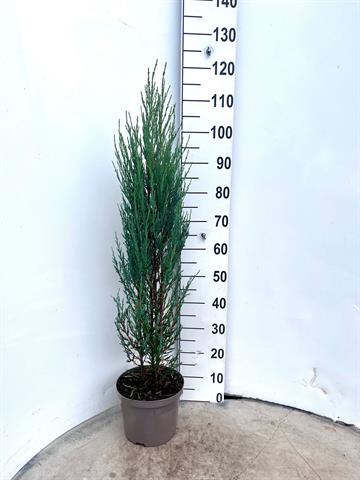 juniperus