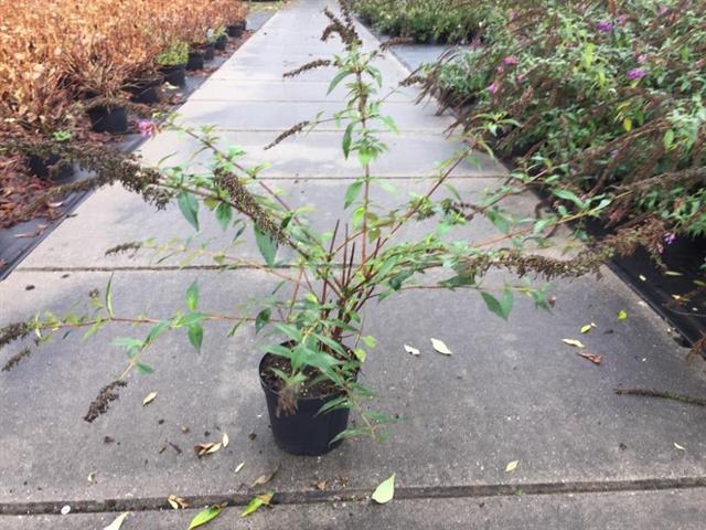 Buddleja