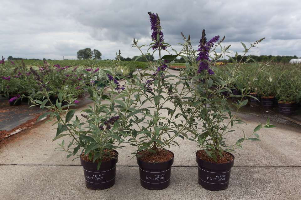 buddleja