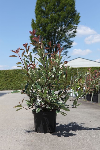 photinia