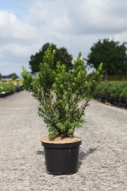 taxus