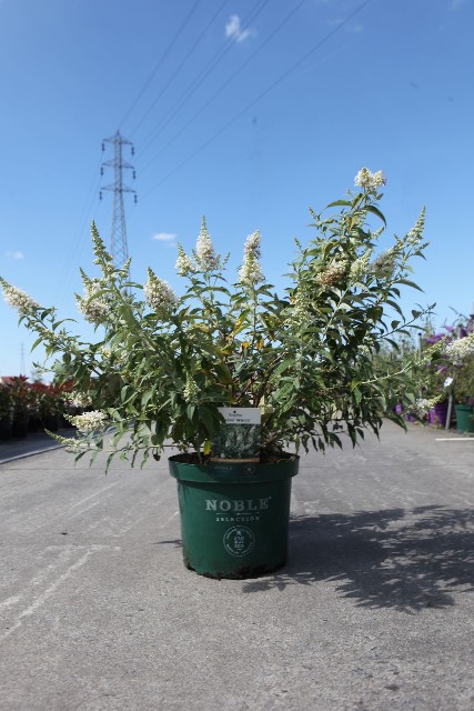 buddleja