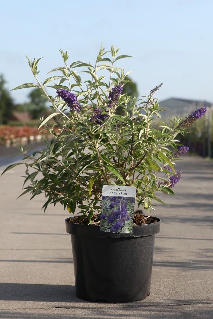 buddleja