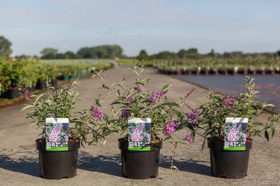 buddleja