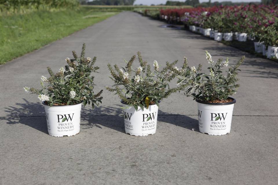 buddleja