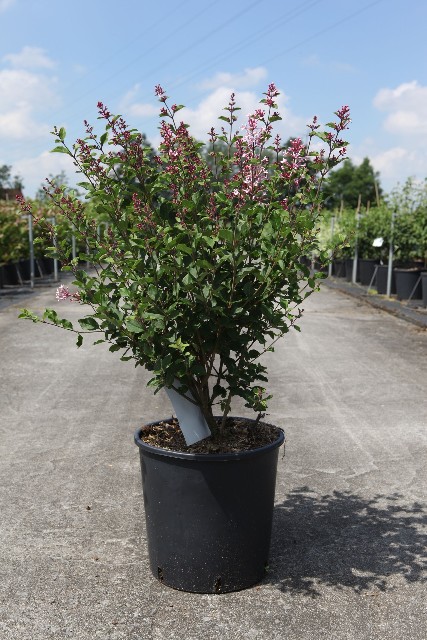 syringa
