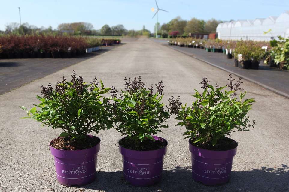 syringa