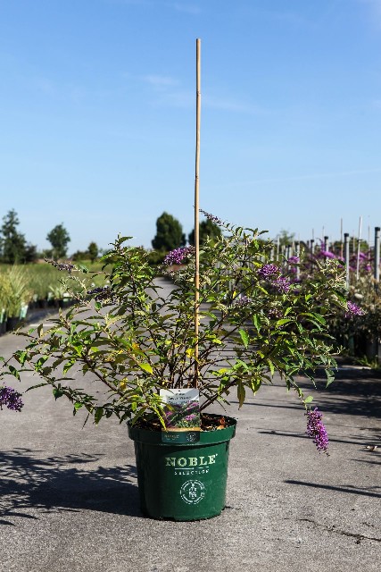 buddleja