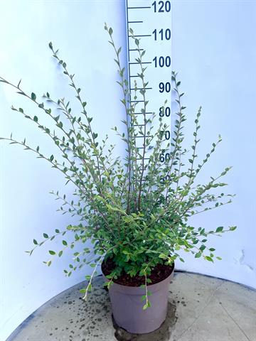 Cotoneaster