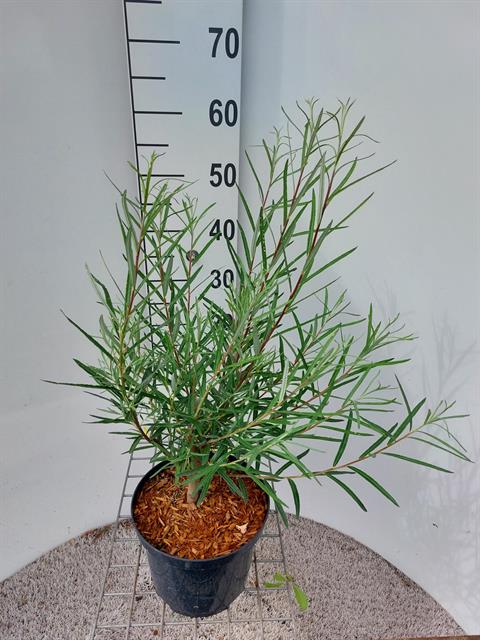 Salix