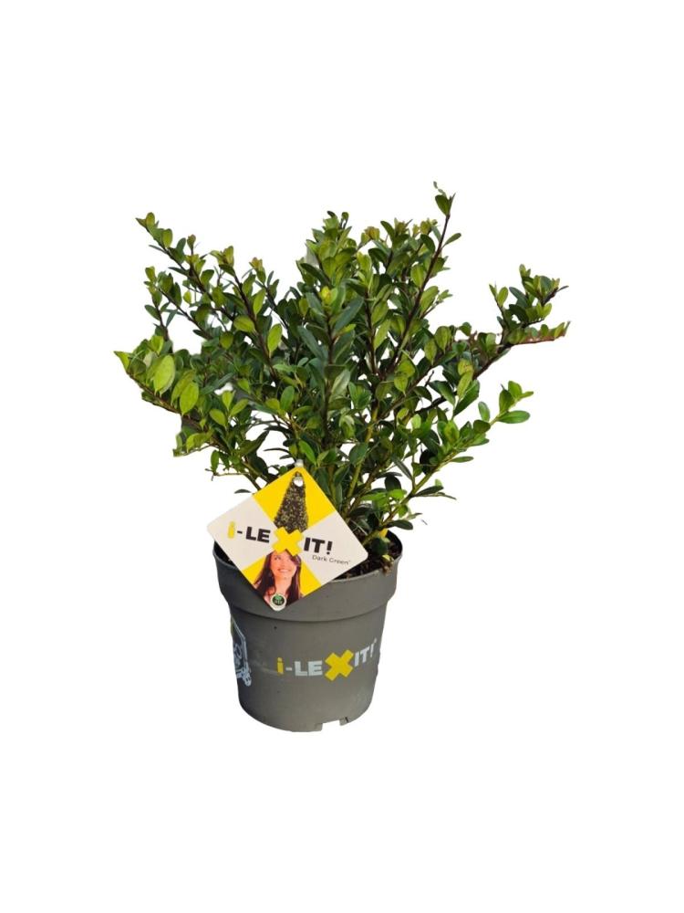 ilex