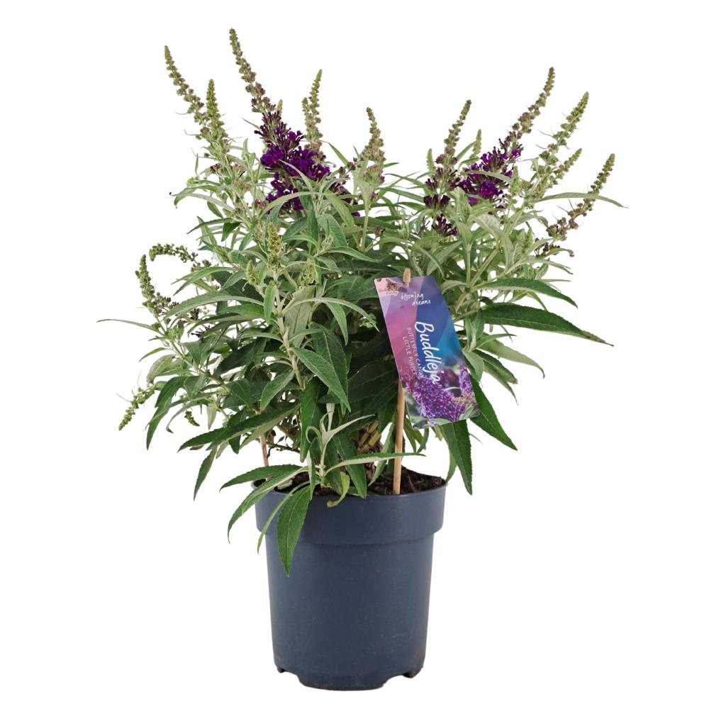 buddleja