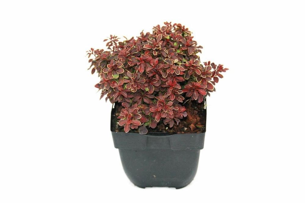 berberis