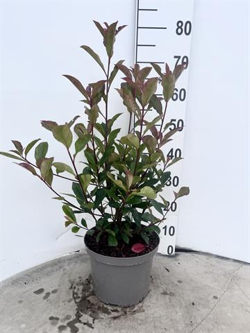 photinia