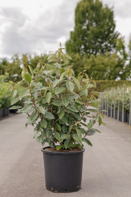 elaeagnus