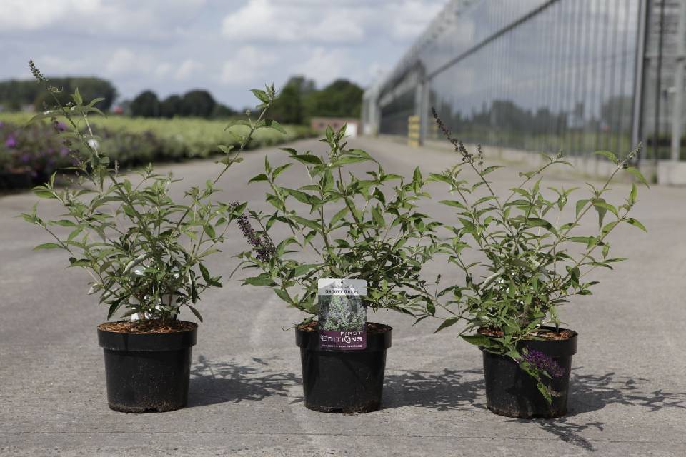 buddleja
