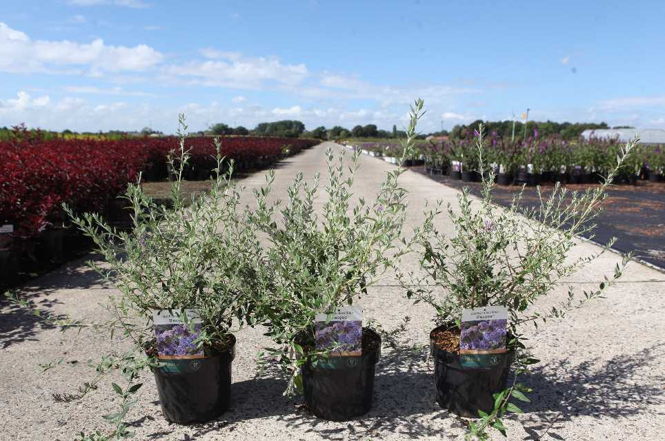 buddleja
