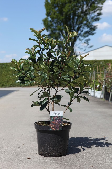 photinia