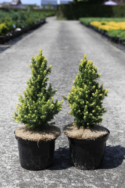picea