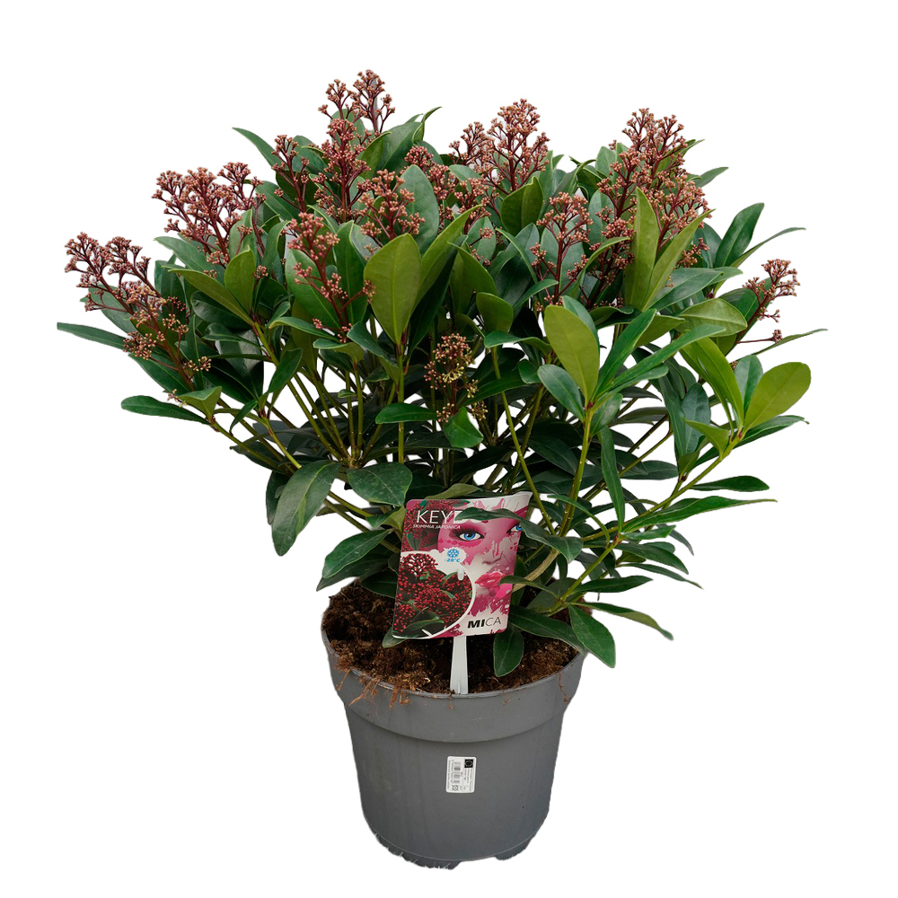 Skimmia japonica mica