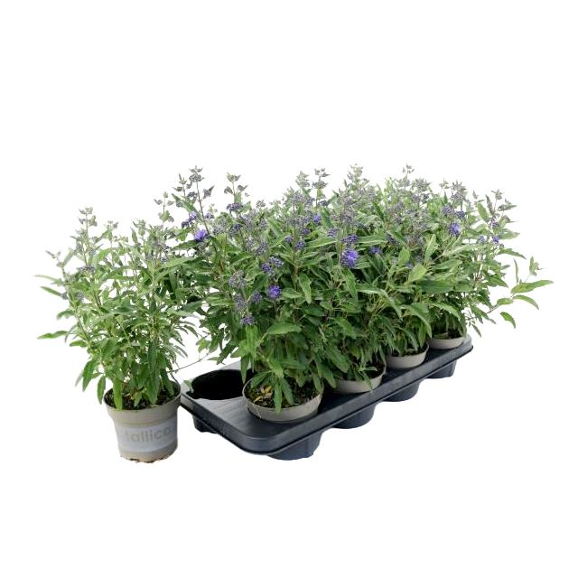 Caryopteris