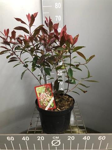 photinia
