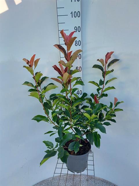 photinia
