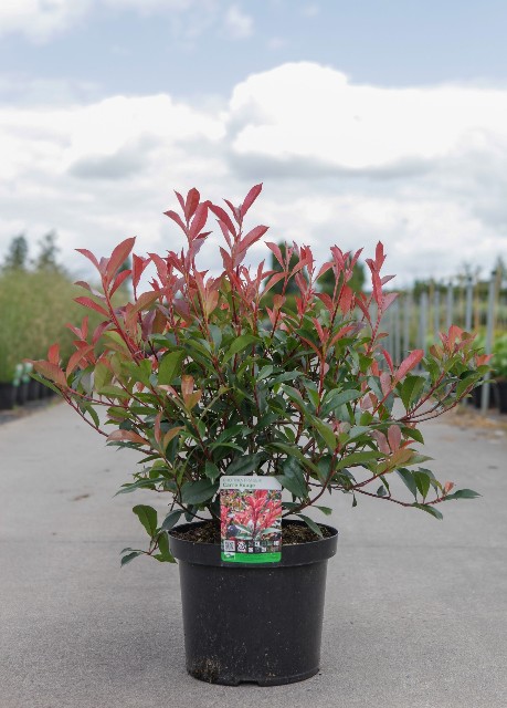 photinia