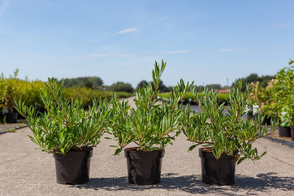 prunus