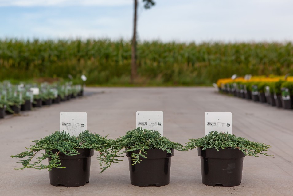 juniperus