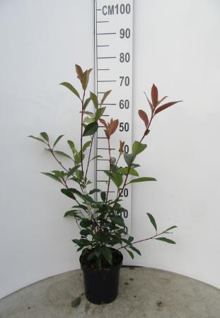 photinia