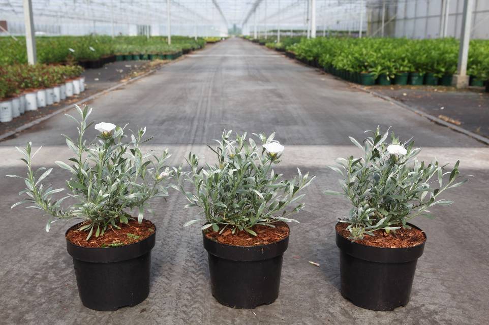 Convolvulus