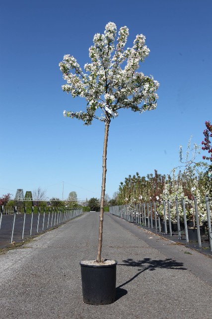 malus