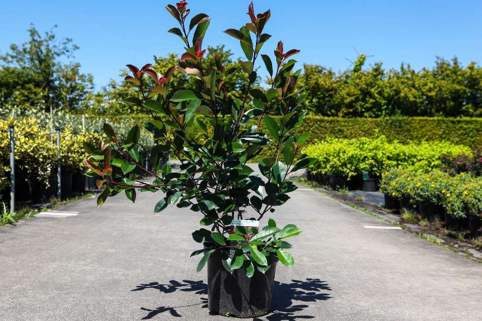 photinia