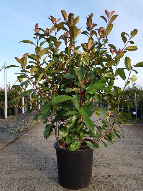 photinia