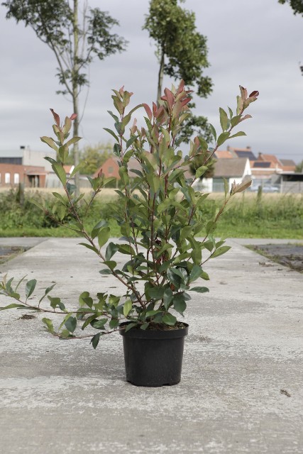 photinia