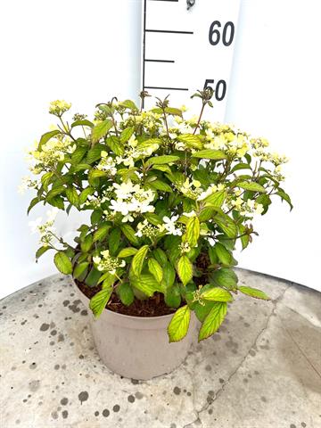 Viburnum