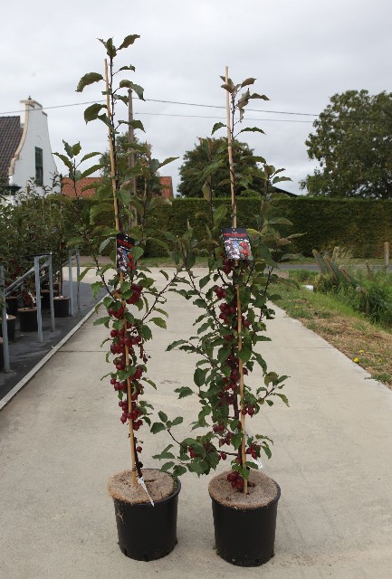 malus