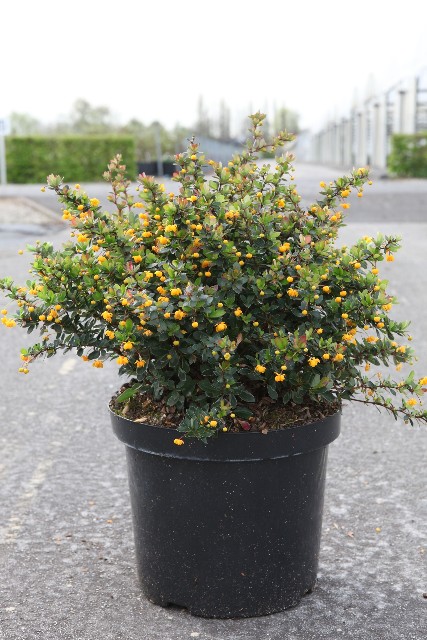 berberis