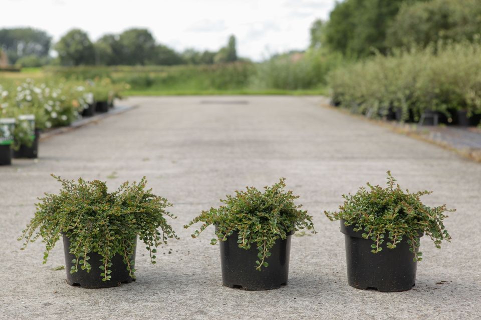 Cotoneaster