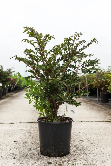 euonymus