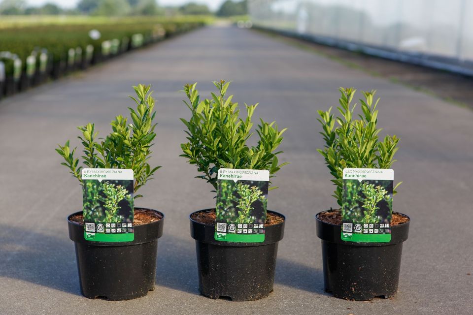ilex