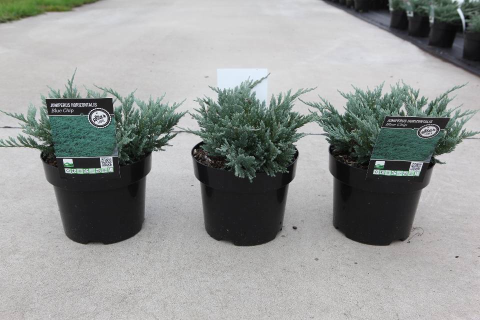 juniperus
