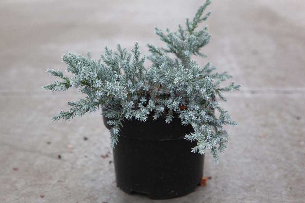 juniperus