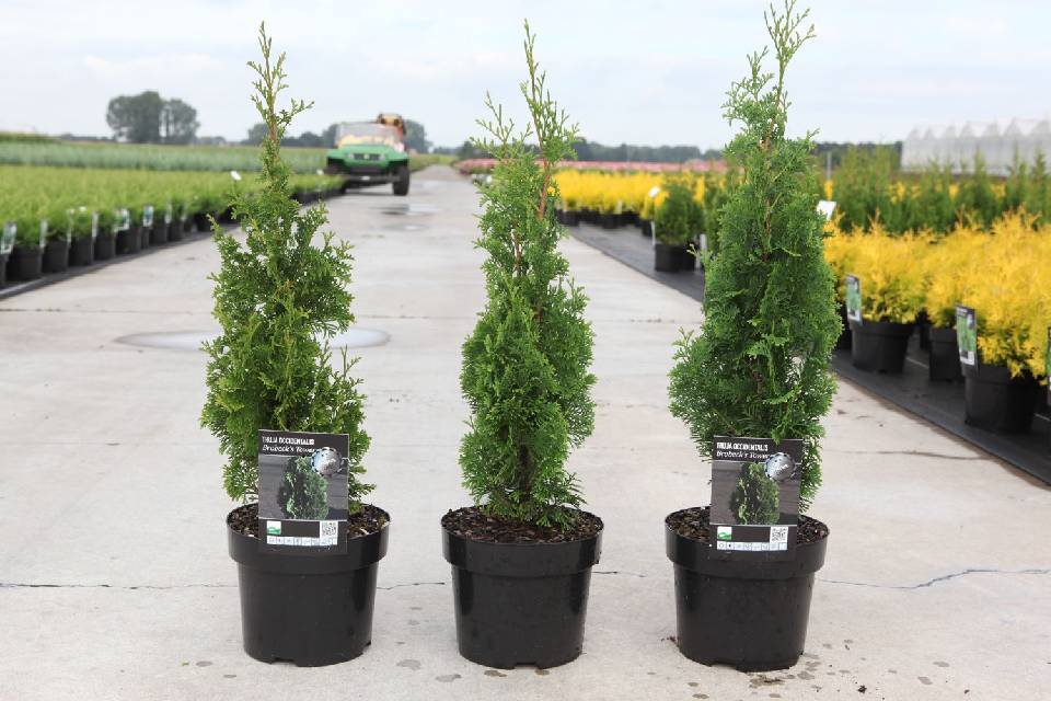 thuja