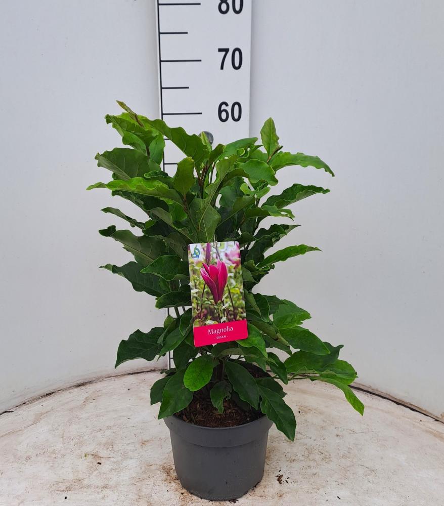 magnolia