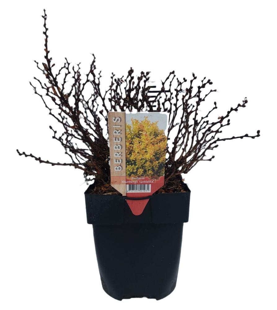 berberis